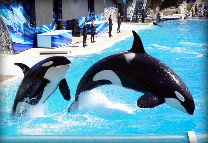 Killer whales at a marine park with clear blue water, two adult individuals displaying distinct black and white coloration typical of orcas.
