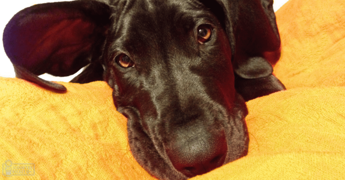 A black Labrador Retriever or similar large breed dog with floppy ears sits indoors against a yellow fabric backdrop.