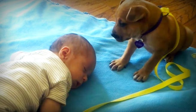 A light brown or tan puppy wearing a purple collar with a tag, standing on a blue mat indoors near a baby in a light yellow and white striped onesie.