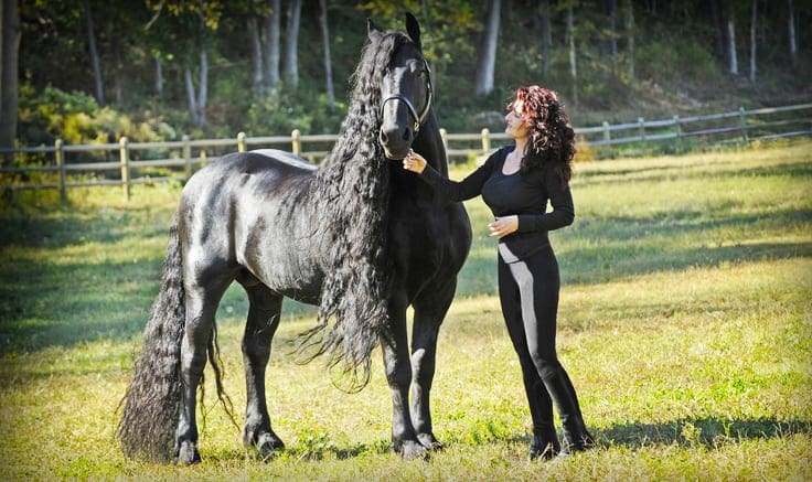 A Friesian horse with a rider in an outdoor pasture surrounded by trees and a wooden fence. The scene suggests late summer or early fall with natural daylight lighting.
