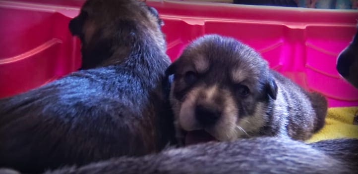 Young, dark-furred puppies in a red container indoors under artificial lighting.