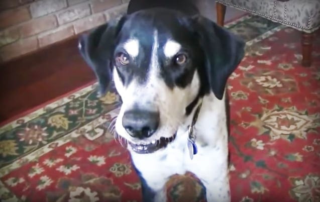 A black and white dog with floppy ears and a collar, sitting on a patterned rug in an indoor living room setting. Natural light illuminates the scene.