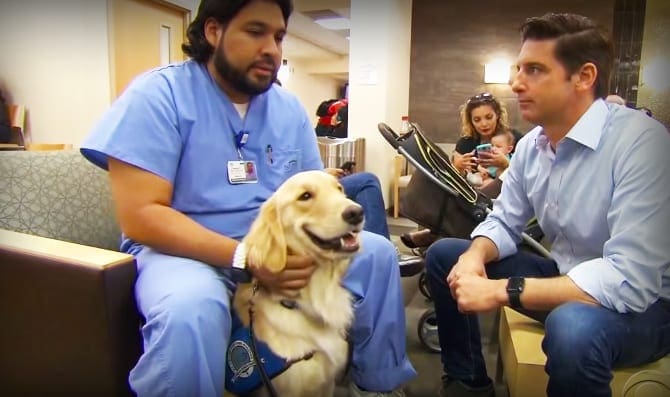 A golden retriever dog with a white coat and brown markings in an indoor veterinary clinic setting, surrounded by people and benches.
