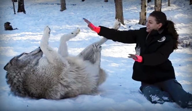 An adult female in a snowy forest interacts with an Arctic wolf, wearing a black jacket and red gloves. The scene is set during winter with natural sunlight filtering through the trees.