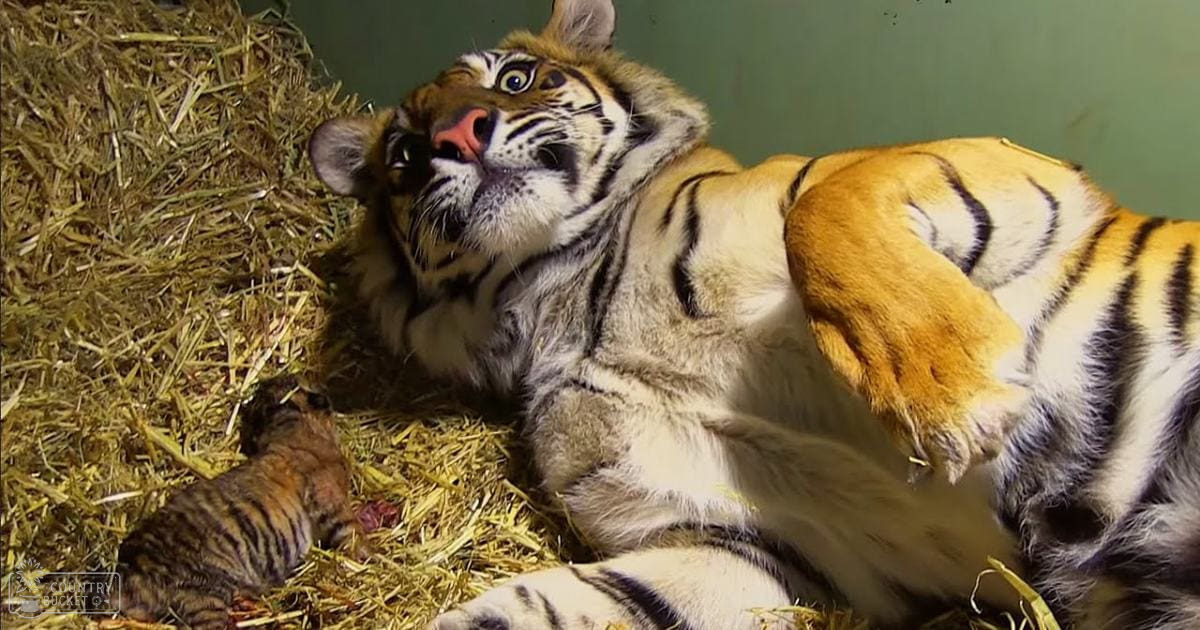 A tiger lying down in an indoor enclosure with straw bedding, orange fur with black stripes, white underbelly and face markings, plain greenish background suggesting a controlled environment like a zoo or wildlife sanctuary.