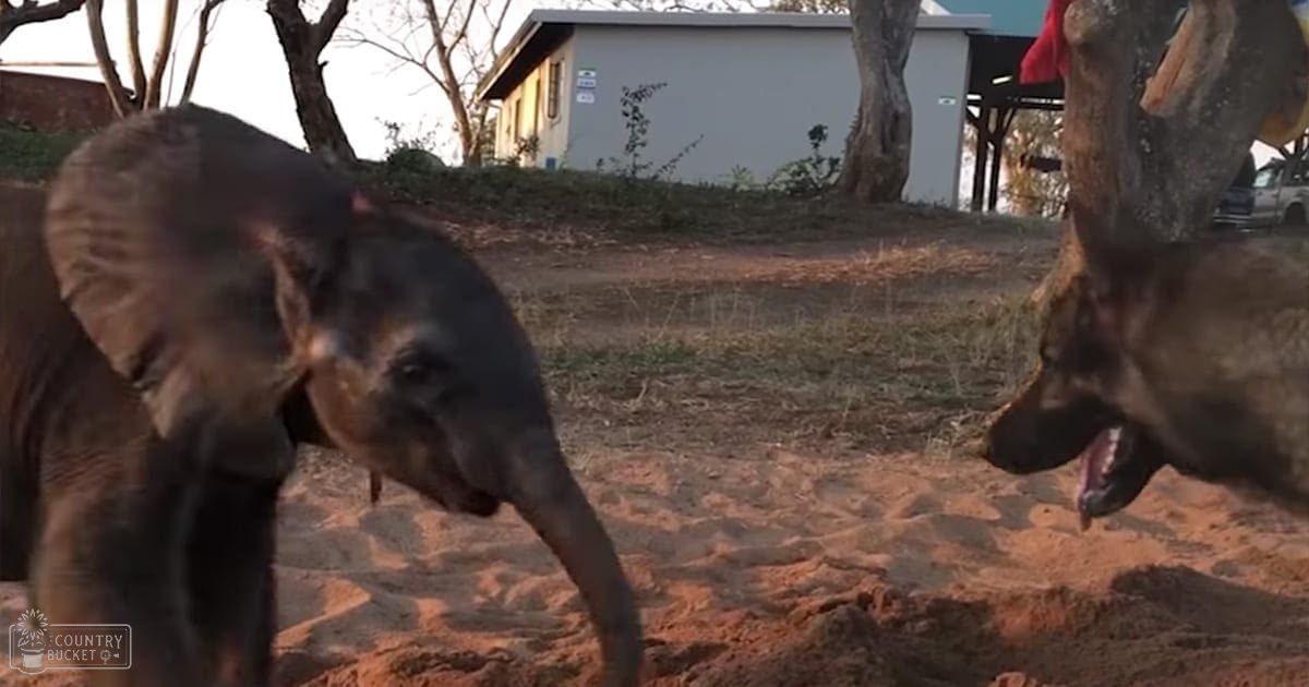 Two German Shepherd dogs with dark brown and lighter fur tones in a rural setting with sparse vegetation, dirt ground, a white building, and late autumn or winter light.