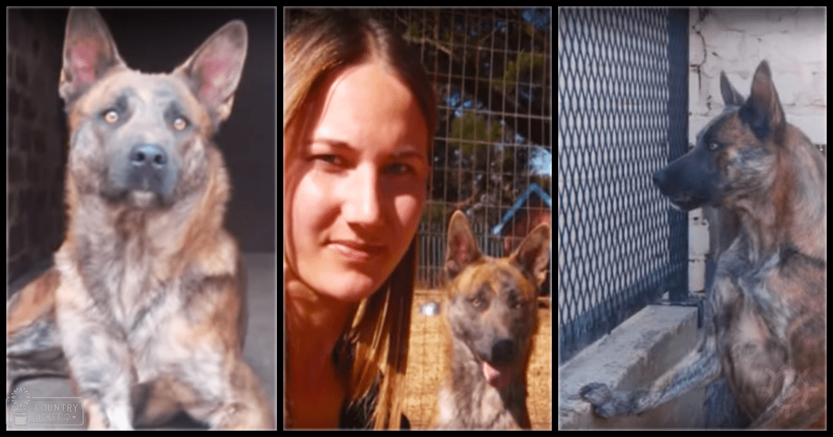 German Shepherd dogs in residential settings: indoors with a stone wall; outdoors near wire fences and brick structures.