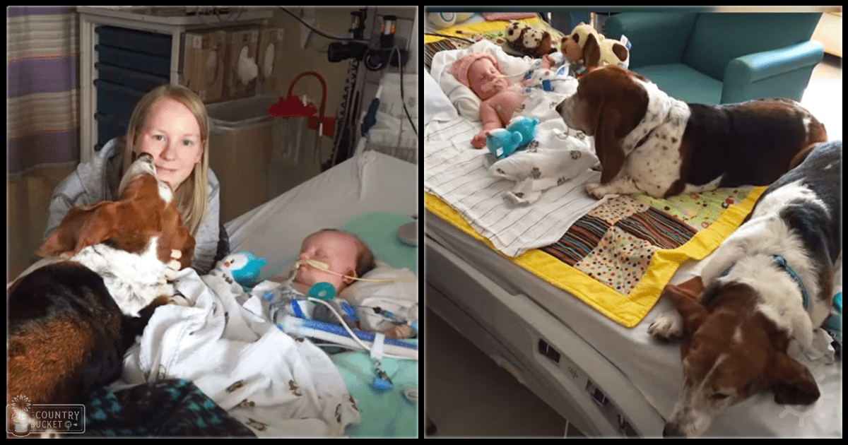 A beagle adult dog with brown and white coat markings in a hospital room, surrounded by medical equipment under natural light during daytime.