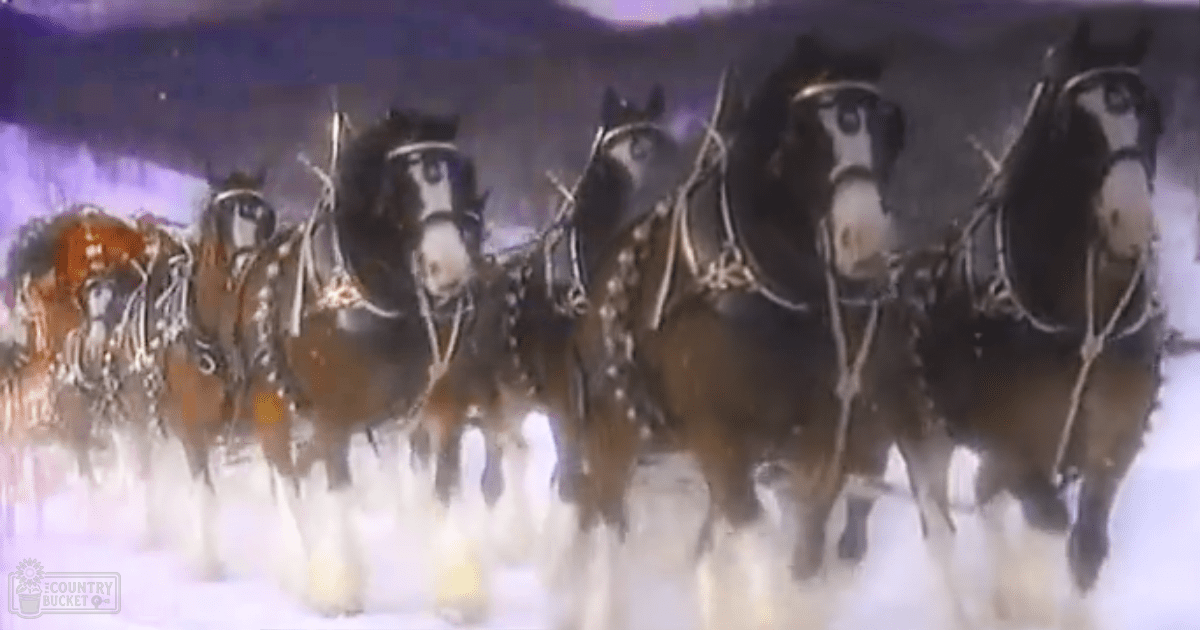 A team of Clydesdale horses pulling a sleigh through snowy terrain in a rural countryside during winter.