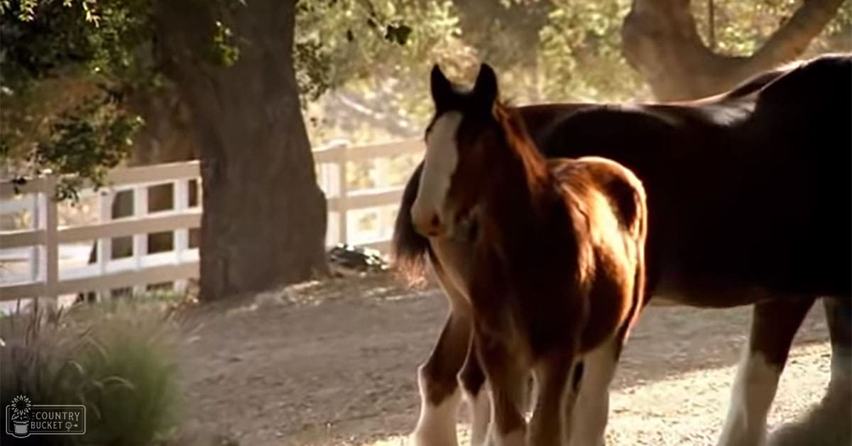 An adult Clydesdale horse with white markings in an outdoor setting with trees and a white fence during late afternoon light.