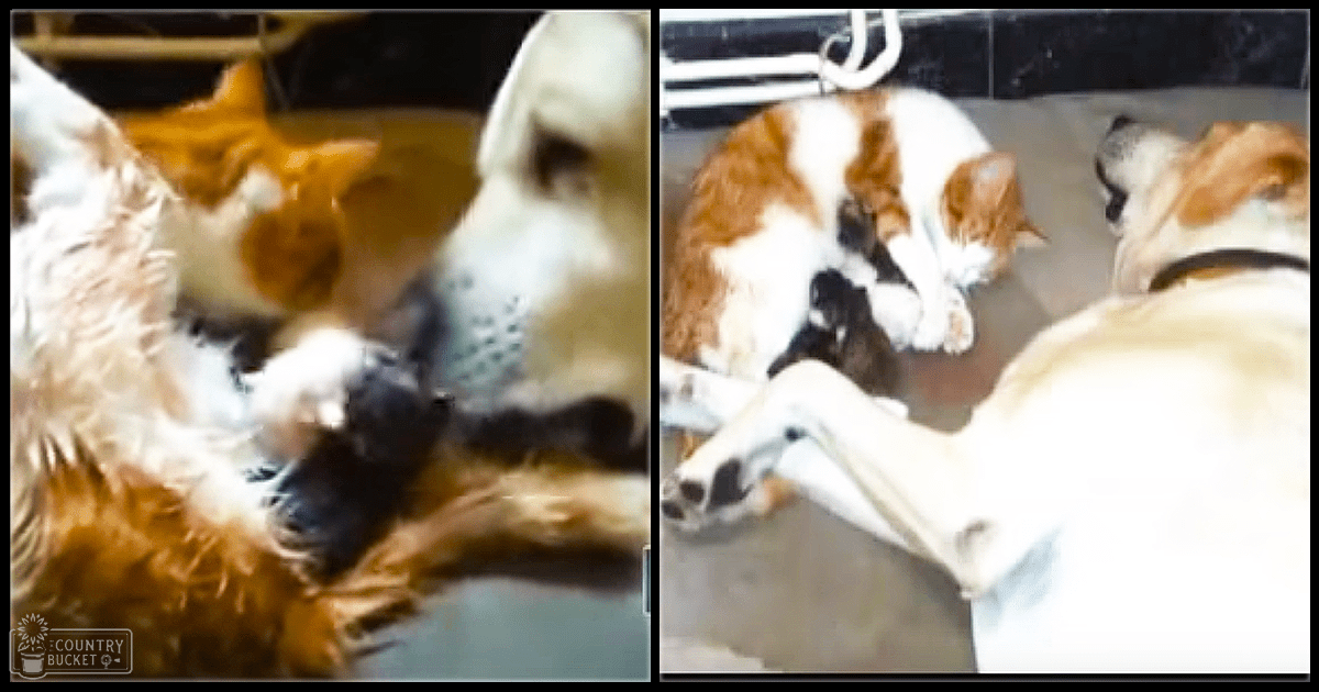 Two dogs interacting with a cat, likely a Golden Retriever puppy and an adult Saint Bernard, in an indoor setting with artificial lighting.
