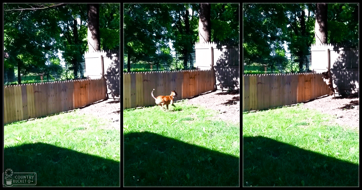 A golden retriever dog with white chest markings walks across a grassy backyard with a wooden fence and trees in the background.