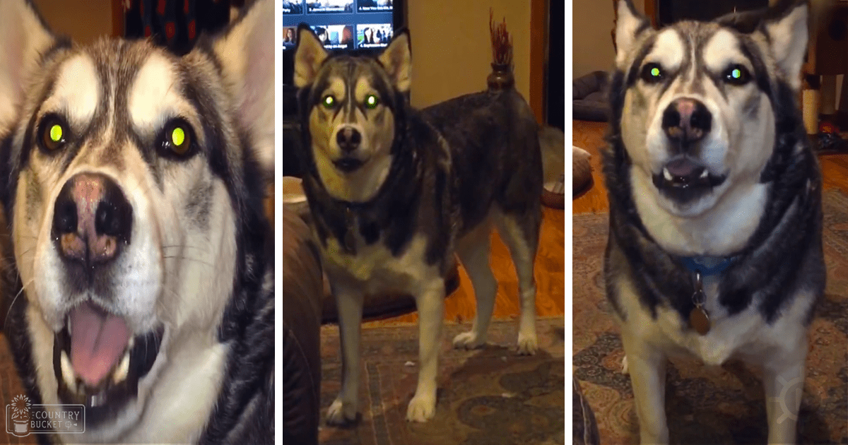 Three adult Huskies indoors with artificial lighting; black-and-white, brown-and-black-and-white, and black-and-white coats; household items in background.