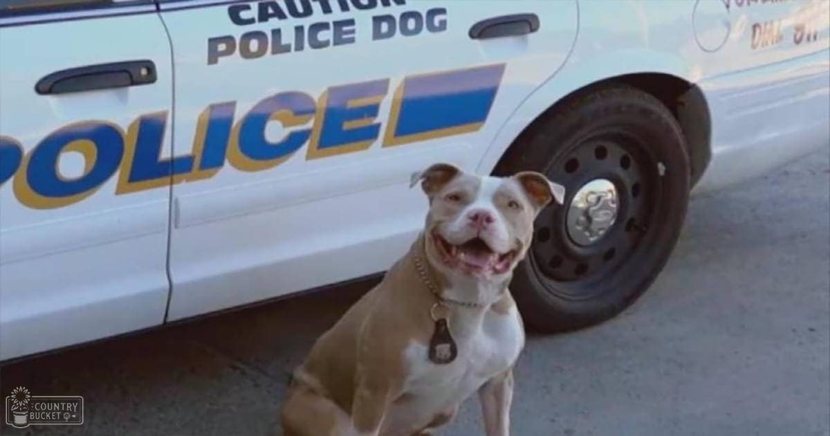 An American Pit Bull Terrier with a white and brown coat stands in front of a police vehicle marked 'CAUTION POLICE DOG,' under natural daylight, possibly an outdoor parking lot or street.