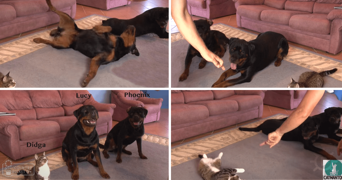 Two Rottweilers and one tabby cat interacting in an indoor living room setting with pink furniture during the daytime.