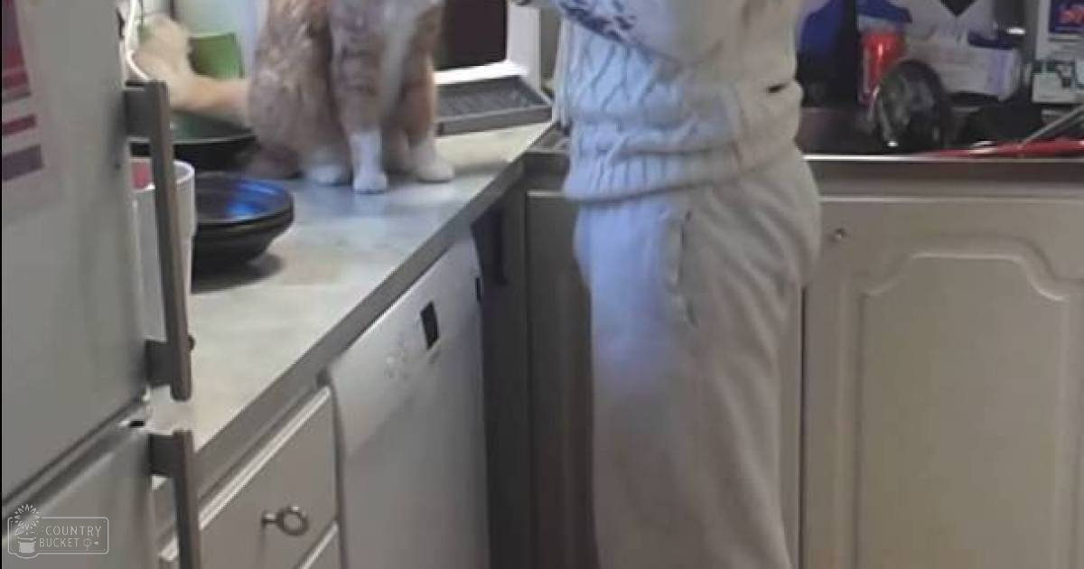 A tabby cat in an indoor kitchen setting with adult female wearing a white dress or apron with blue floral pattern, surrounded by kitchen cabinets and appliances.