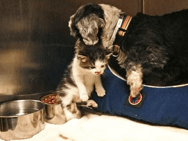 A small terrier mix dog with a black collar and orange and white striped details sits beside a tabby kitten, both resting on a blue cushion with red and white designs. Two metal bowls are visible: one containing food for the animals.