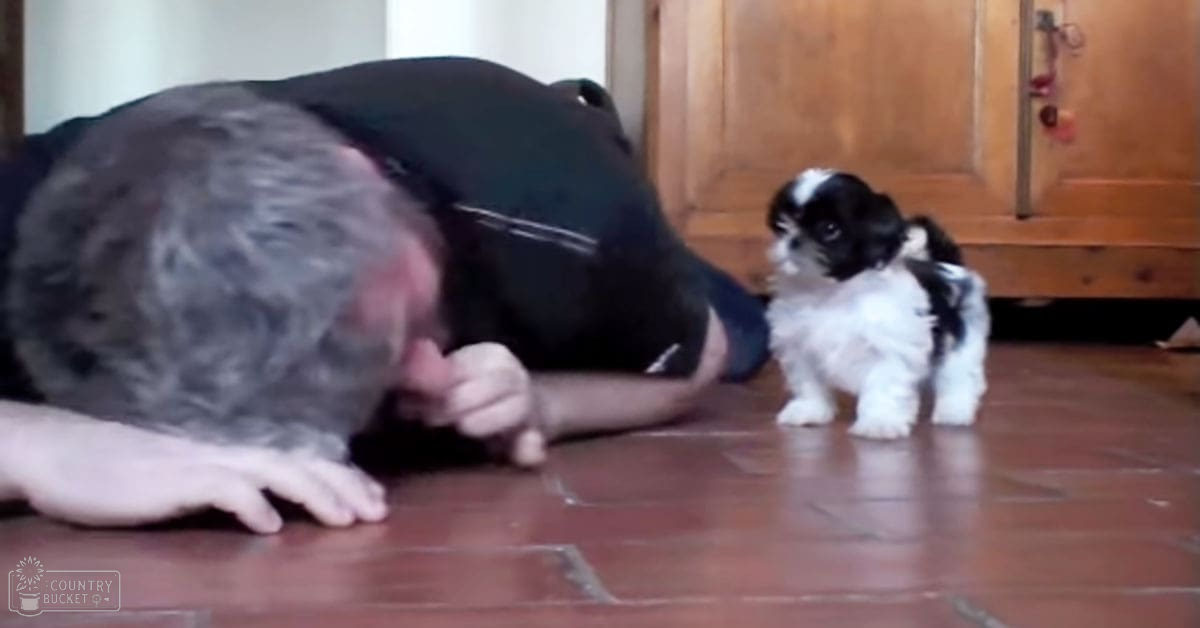 A small black-and-white puppy, likely a Shih Tzu, indoors with an adult male wearing a patterned dark shirt and a wooden cabinet in the background.