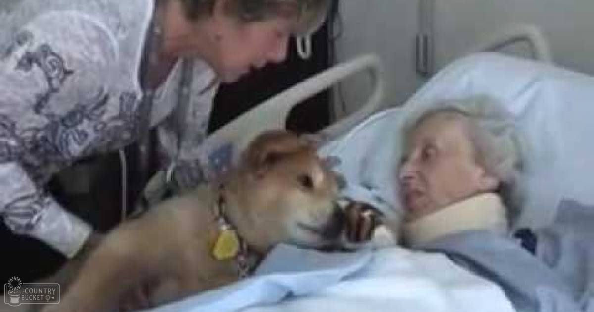 A middle-aged woman with a patterned headscarf and tattoos interacts with an older adult female patient lying in a hospital bed, while a light brown dog wearing a collar with tags looks on.