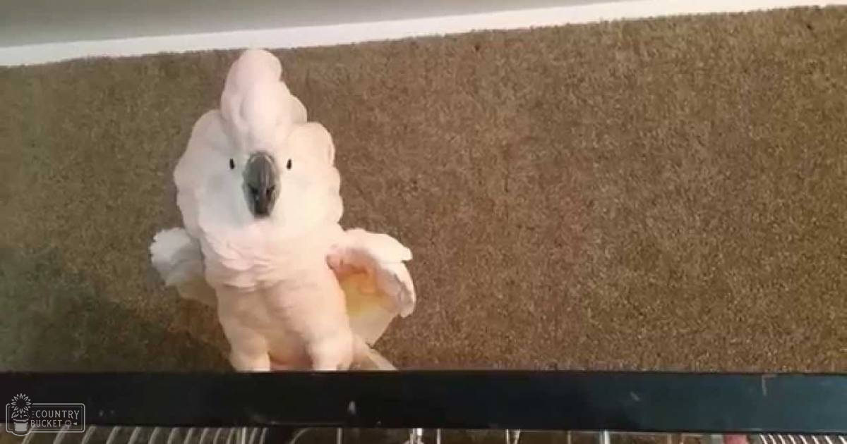 A cockatoo with predominantly white feathers and black beak perched indoors, surrounded by a brown carpeted floor and part of a black metal cage.