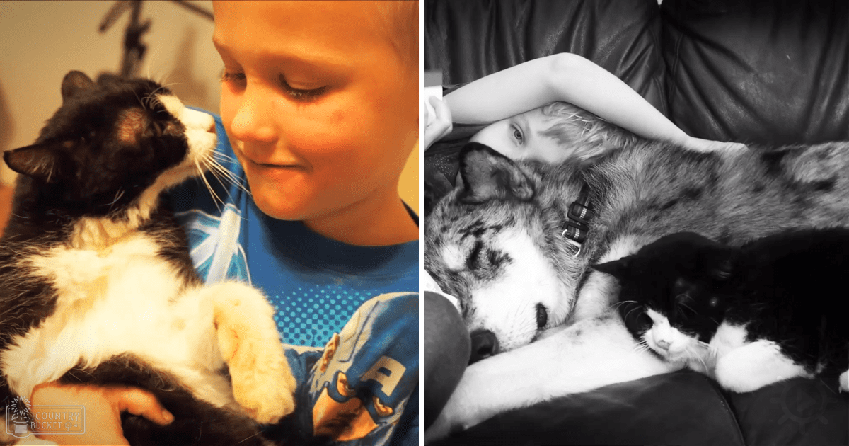 Child interacting with a black and white cat and gray and white dog in an indoor living room setting, warm lighting suggesting evening or night, blue shirt with white dots on child.