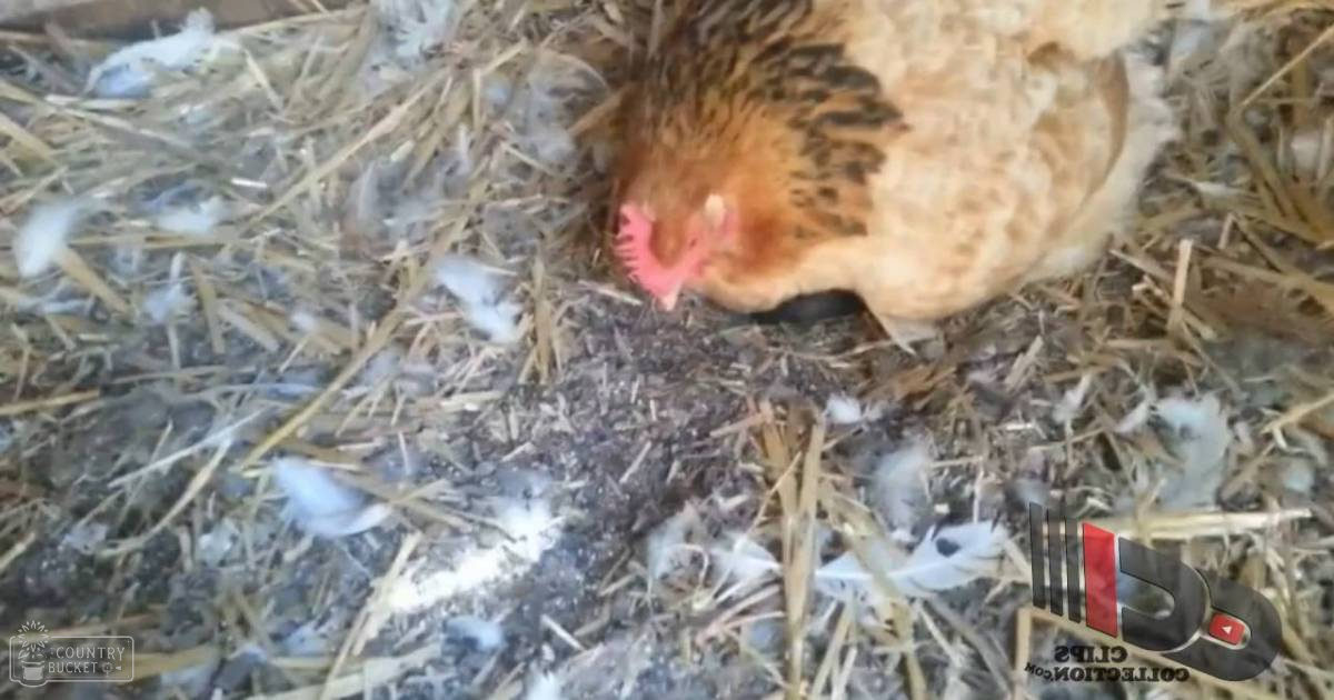 An adult hen and a small black kitten resting together outdoors, surrounded by dry grass and foliage on a bright day.