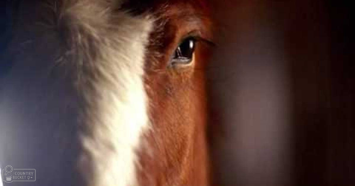 A calm adult horse with brown fur and white markings stands indoors under dim lighting.