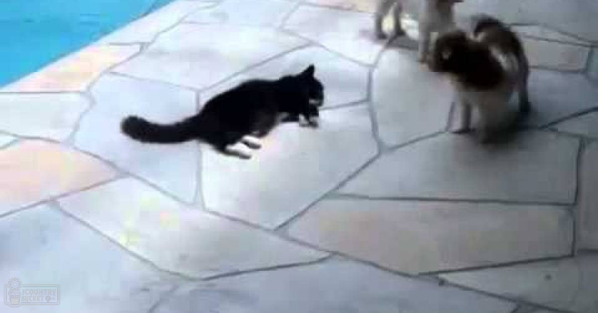 A black cat with white chest markings and an adult small dog near a poolside area made of stone tiles, suggesting late afternoon light.