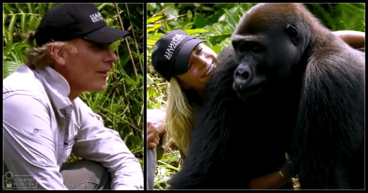 A Western Lowland Gorilla interacts closely with a team member in an outdoor, lush green setting during spring or summer.