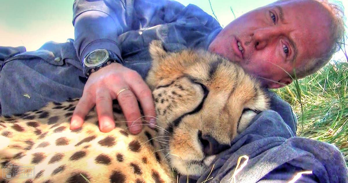 Middle-aged man interacting with a light tan cheetah in an outdoor setting during daytime.