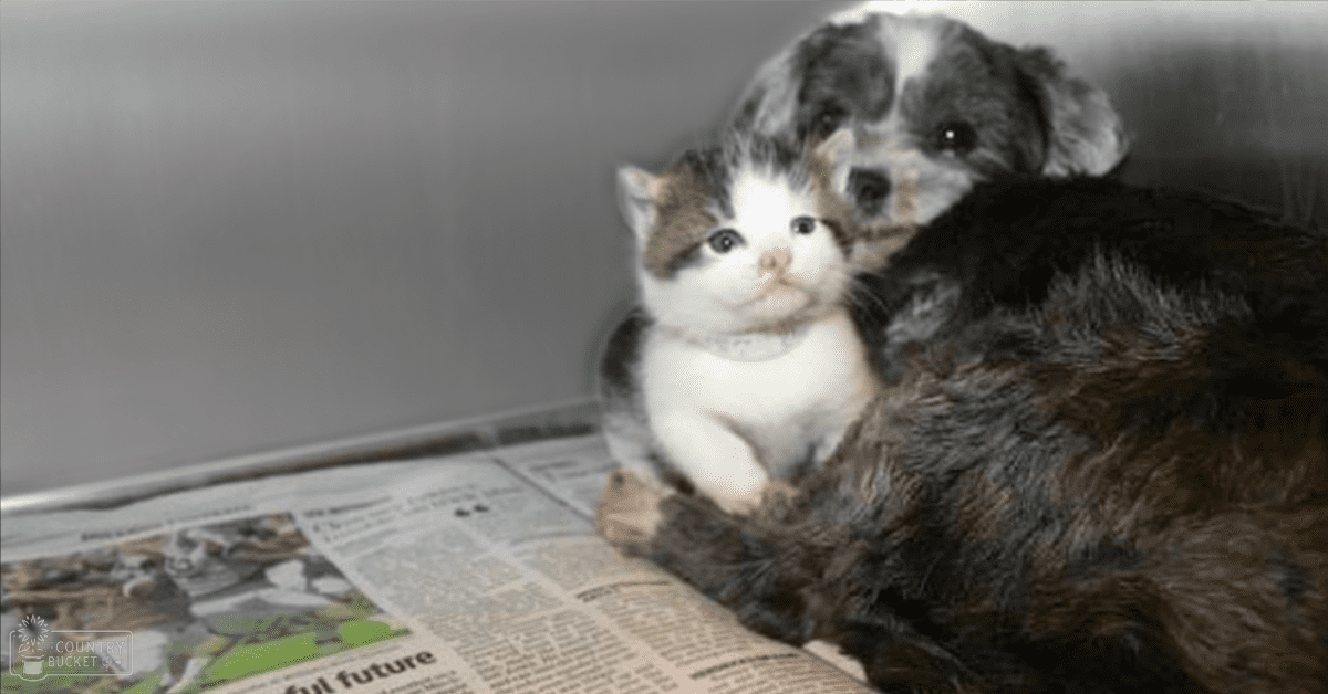 A young domestic cat with white fur and brown markings sits beside a mixed breed puppy with black and white fur, both indoors under natural light.