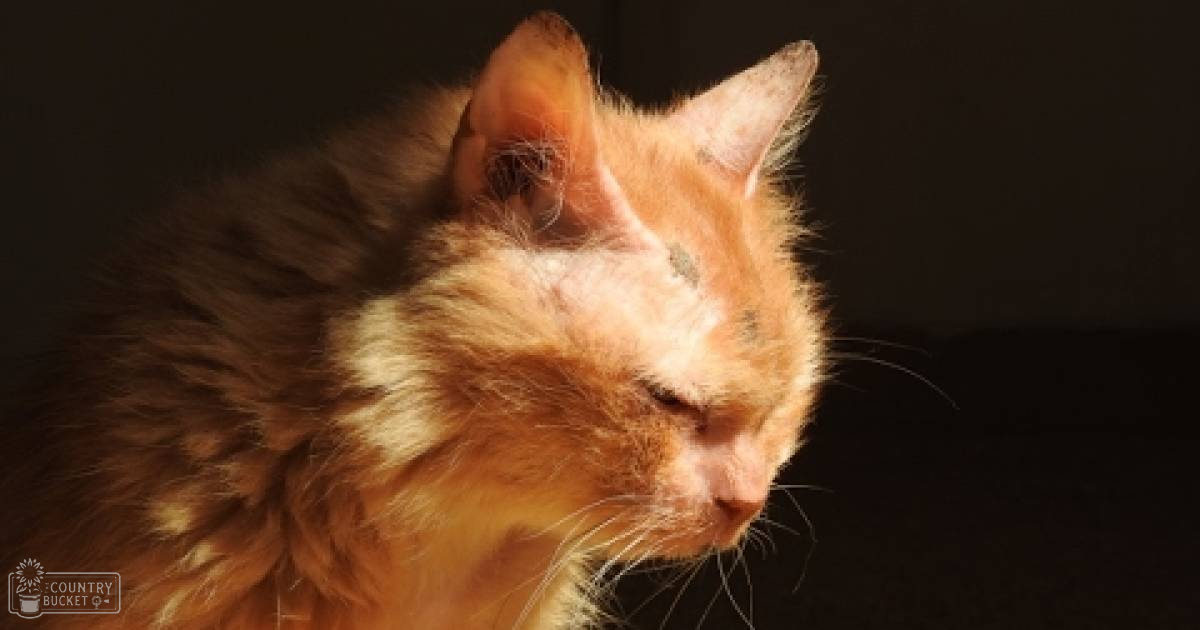 A tabby cat with orange and white markings indoors, sunlight streaming through a window creating shadows.