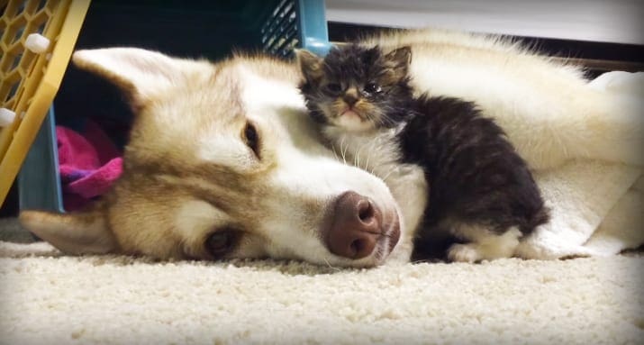 An adult Siberian Husky and a young tabby kitten resting together indoors, surrounded by light brown, white, black, teal, and yellow furniture and decor items.