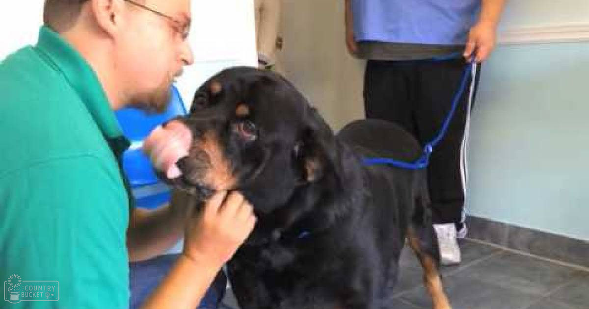 A black and tan Rottweiler being examined by a veterinary clinic staff in an indoor clinical setting with overhead fluorescent lighting.