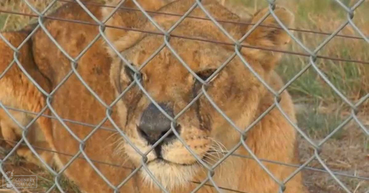 A golden-brown lion in an outdoor enclosure at a zoo or wildlife sanctuary with natural light.