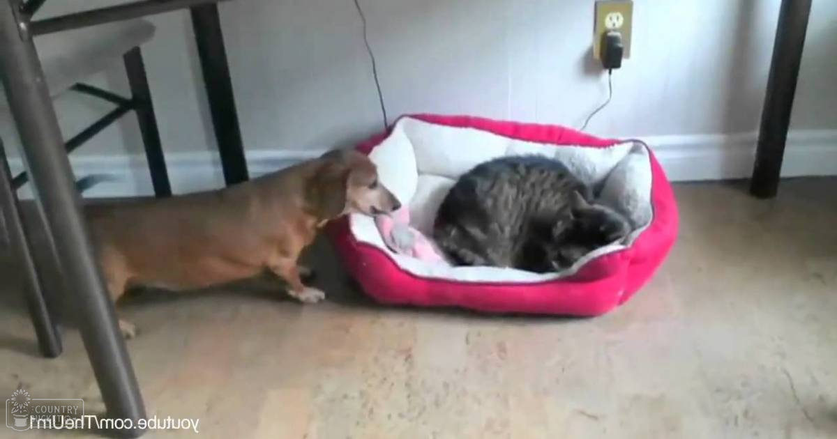An adult dachshund and tabby cat interact in a cozy indoor setting with a red pet bed visible on the floor.