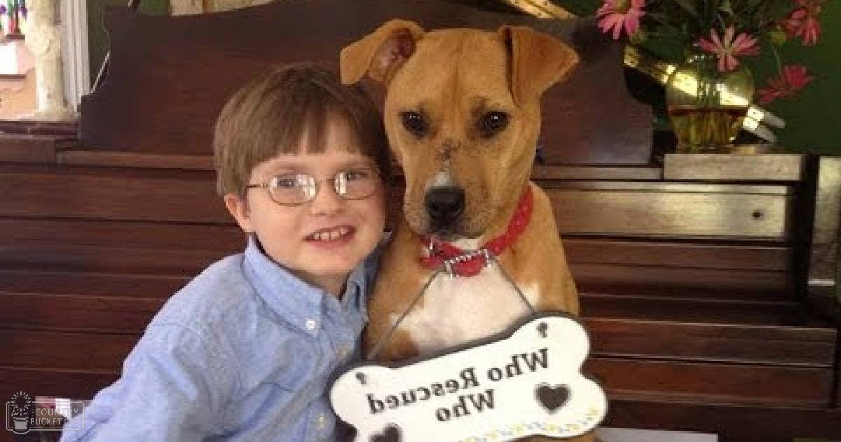 A young boy wearing glasses sits on a wooden bench in an indoor home setting, surrounded by natural light and wooden furniture. A dog with short brown fur and white markings wears a red collar.