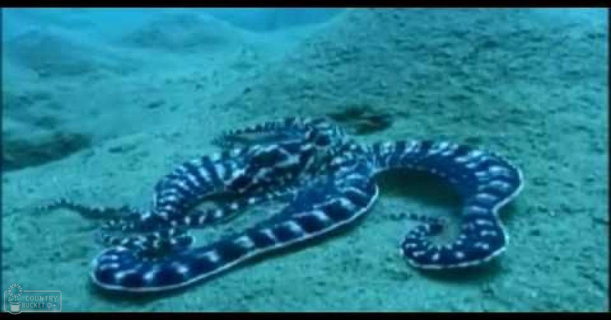A dark blue stingray with white spots and dark spotted fins swims over a sandy ocean floor under natural sunlight.