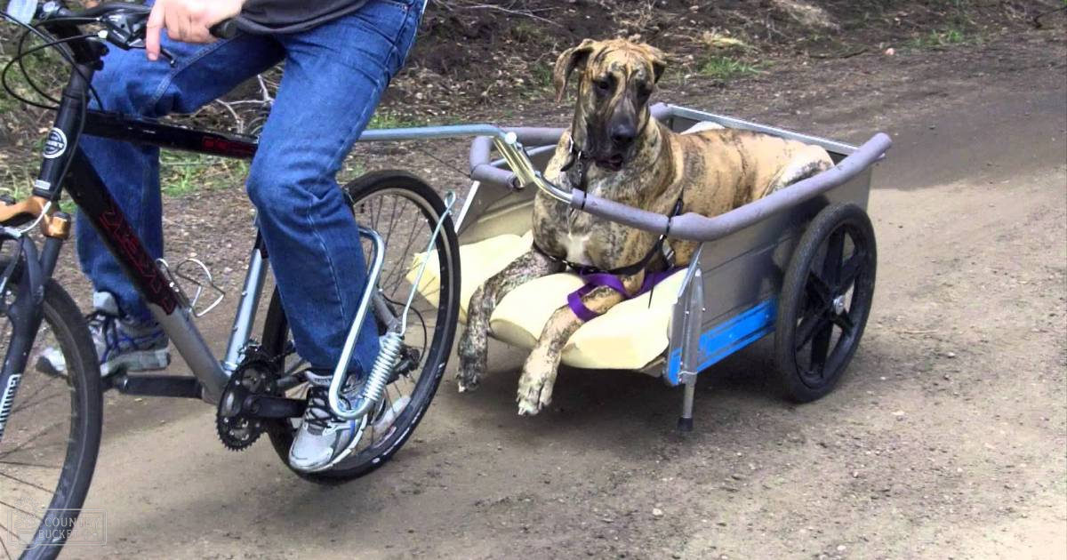 A brindle Great Dane in a cart pulled by a silver bicycle, outdoors with greenery in spring or summer light