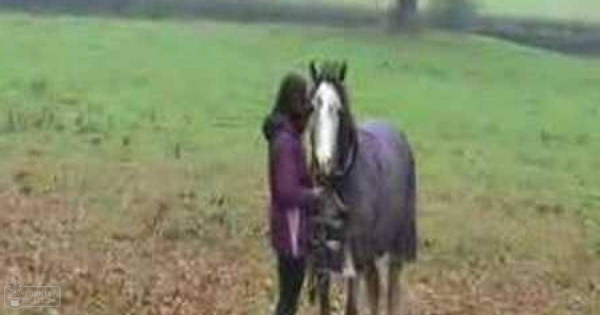 A young adult female in a purple garment interacts with a dark Shetland breed horse in an open grassy field under daylight.