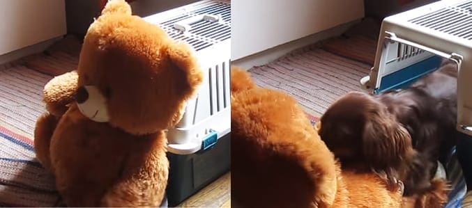 A stuffed teddy bear and a small Shih Tzu-like dog in an indoor home setting with striped carpeting, white walls, and natural light.