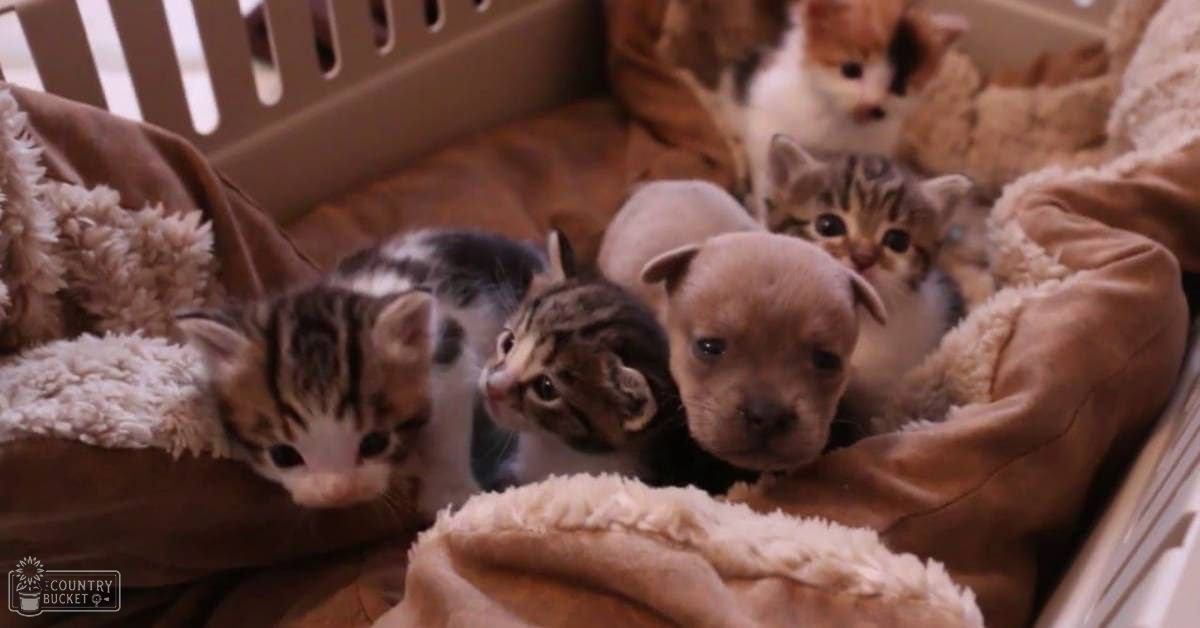 A group of kittens and a puppy in a cozy indoor setting with soft fabrics and blankets.