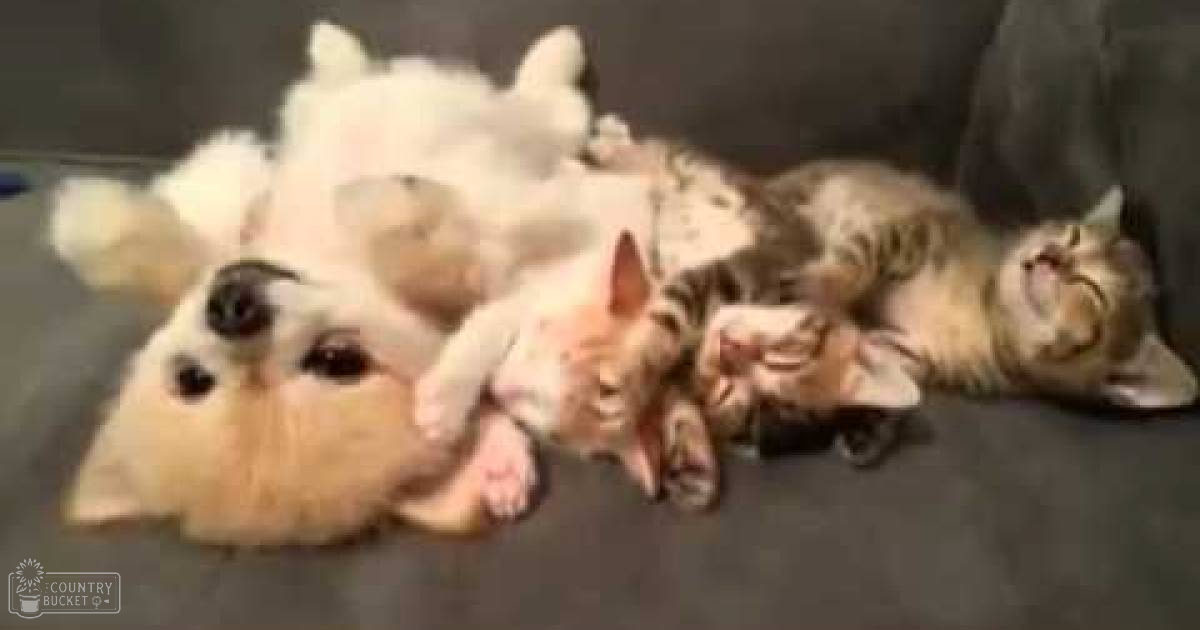 A small dog with white fur and brown markings lies among three kittens on a gray indoor surface.