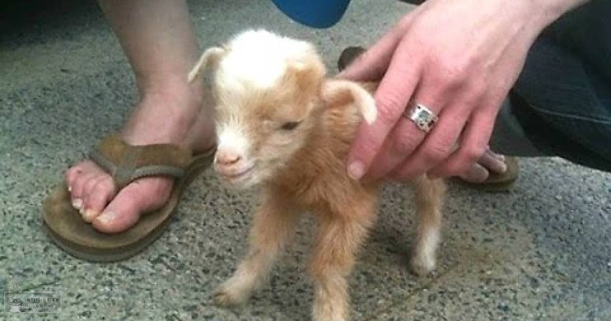 A small light brown goat with white markings on a concrete outdoor surface, likely spring or summer day.