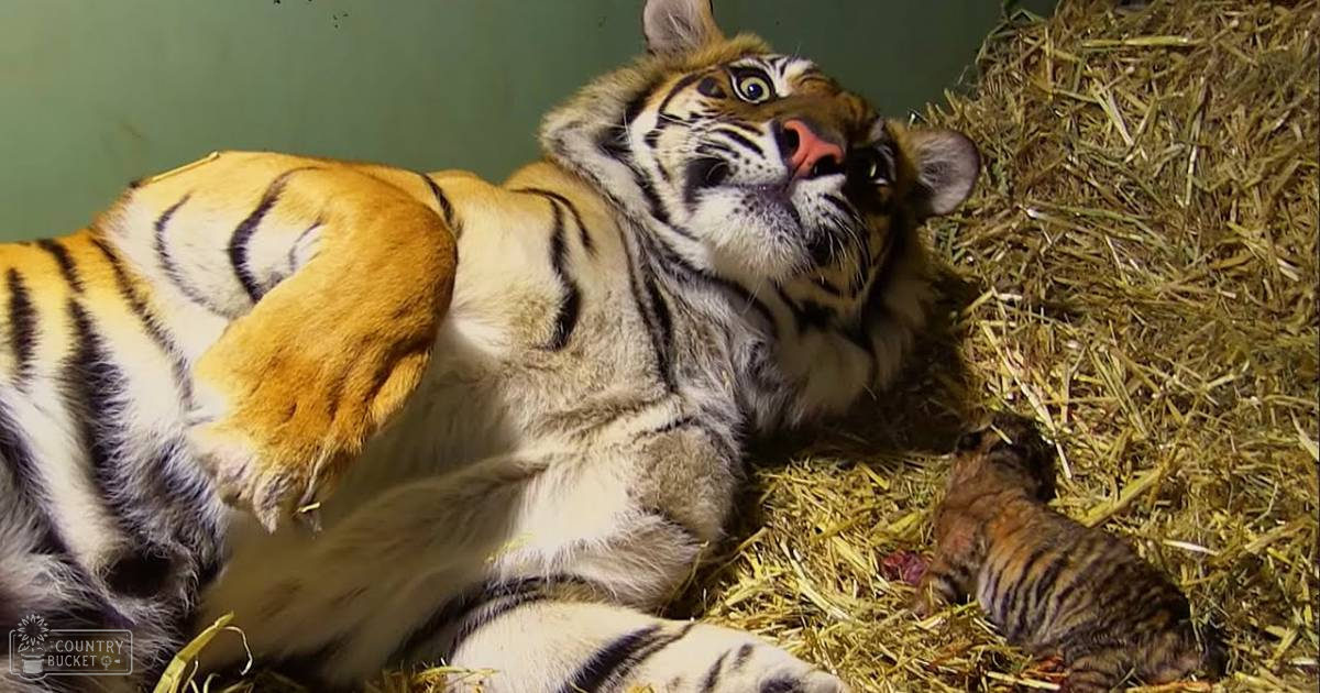 A tiger cub lying on straw bedding in a zoo enclosure during daytime.
