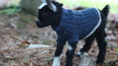 A baby goat with black fur and white markings wears a dark blue knitted sweater outdoors on autumn leaves.