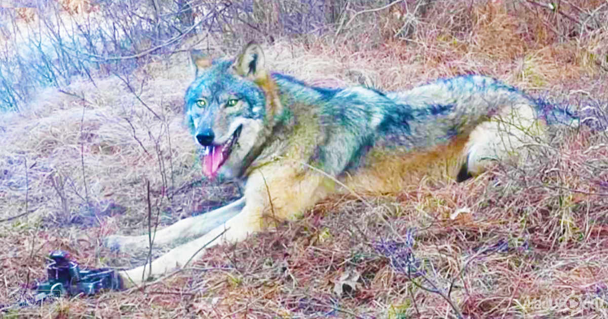 A wolf with gray and white fur stands amidst dry grass and branches, indicating an outdoor setting in autumn or winter.