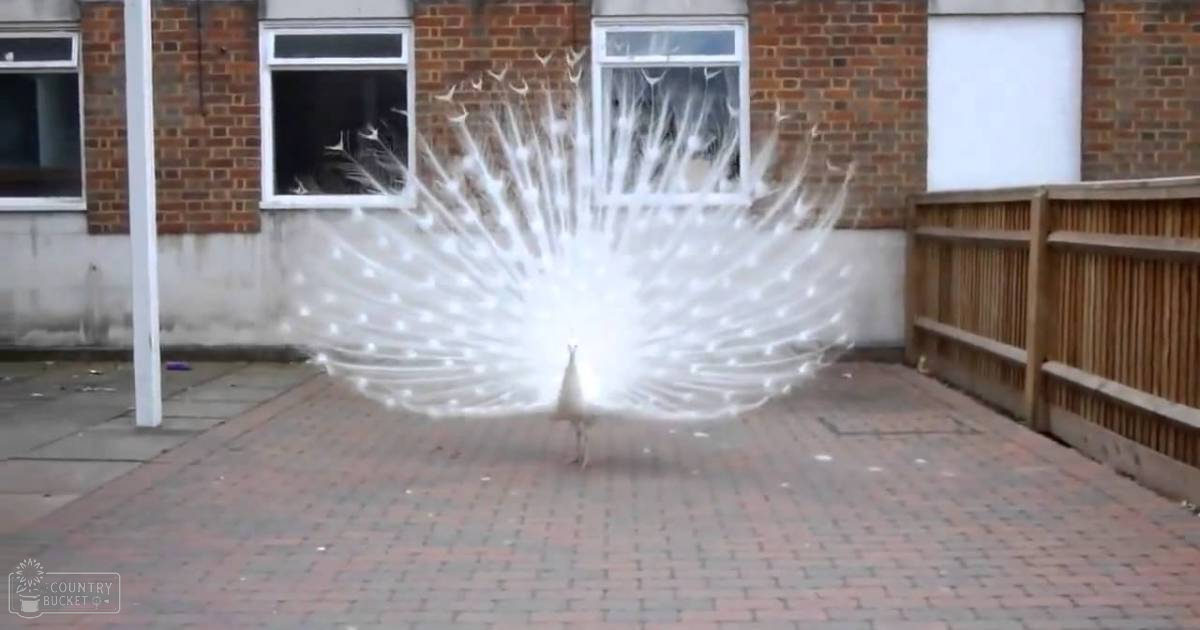 A white peacock with intricate feather patterns stands outdoors near a brick building in natural daylight.