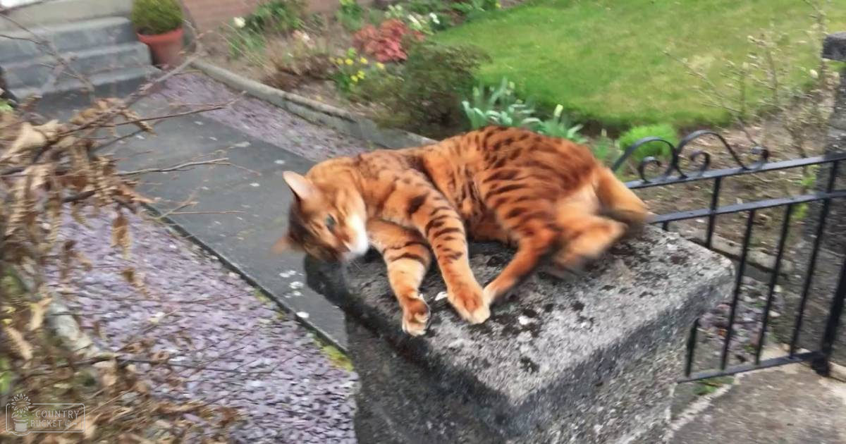 A tabby cat with orange and dark brown/black stripes lies on a stone ledge in an outdoor garden setting, surrounded by greenery and a paved path leading up steps.
