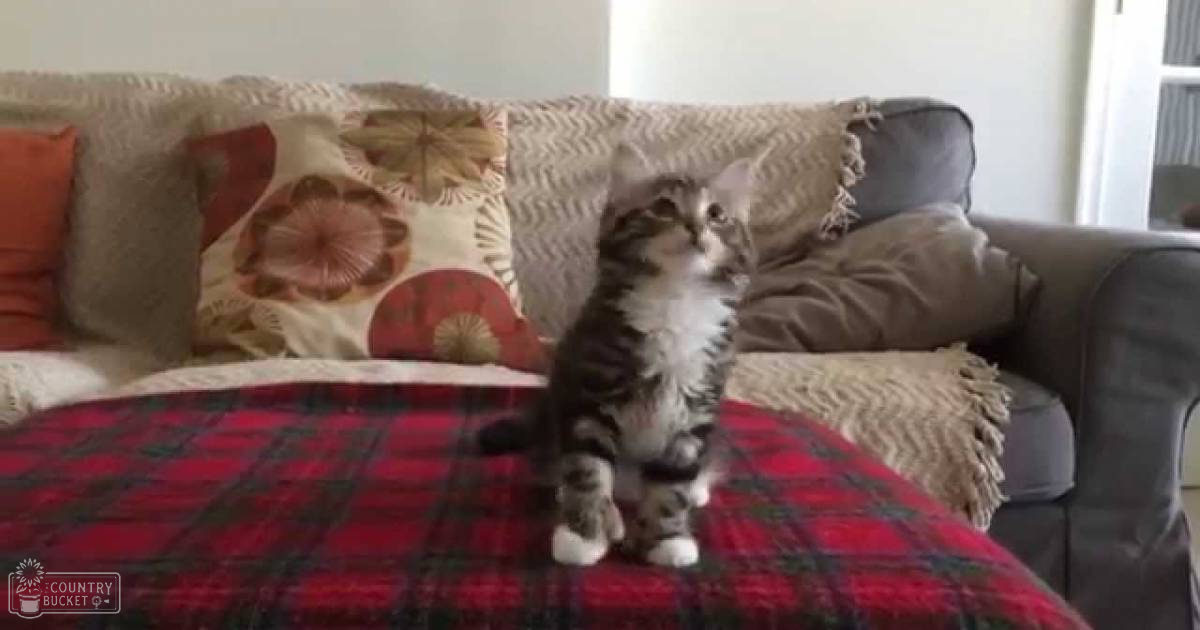 A young tabby kitten with brown and black stripes and white patches sits indoors in a living room, surrounded by cushions and a red plaid blanket under natural light.